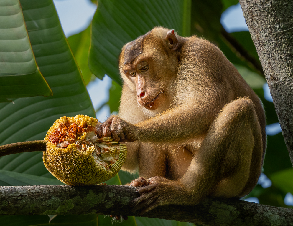 Pigtail Macaque Eating by Adrian Binney, PPSA, LRPS