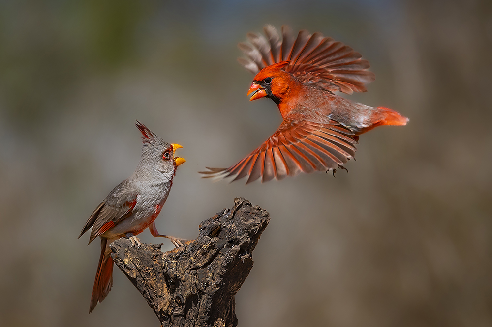 Pyrrhuoxia vs Cardinal by Bruce Benson