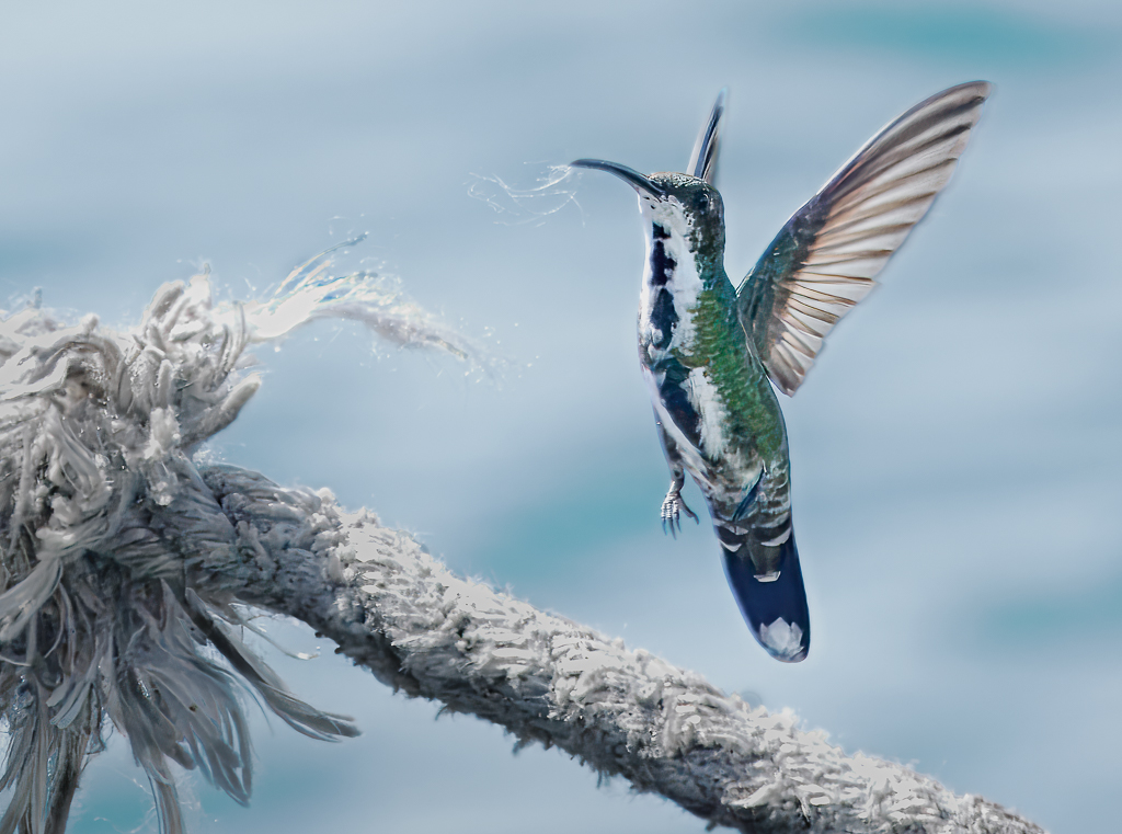 Roatan Hummer Taking Rope by Adrian Binney