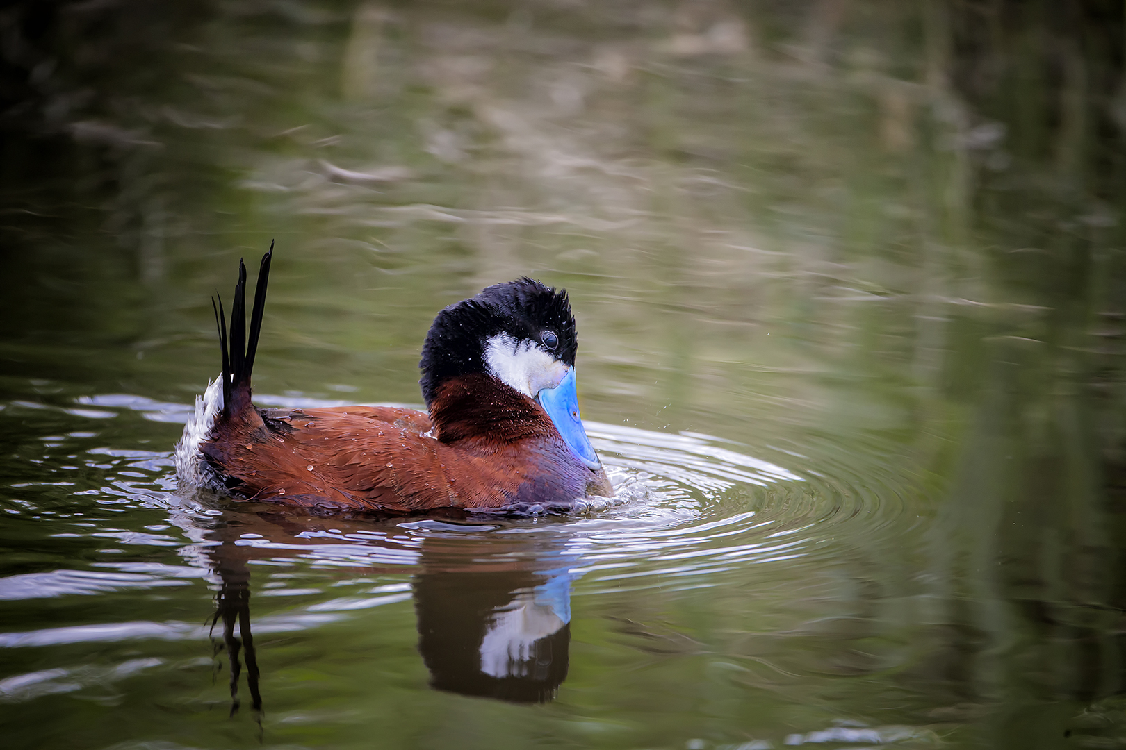 Ruddy Duck by Bruce Benson