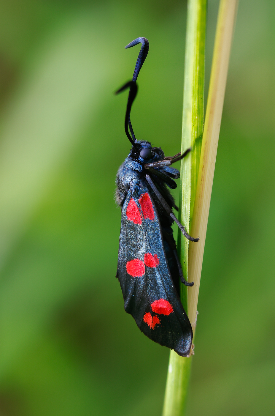 Six Spot Burnet Moth by Maria Mazo