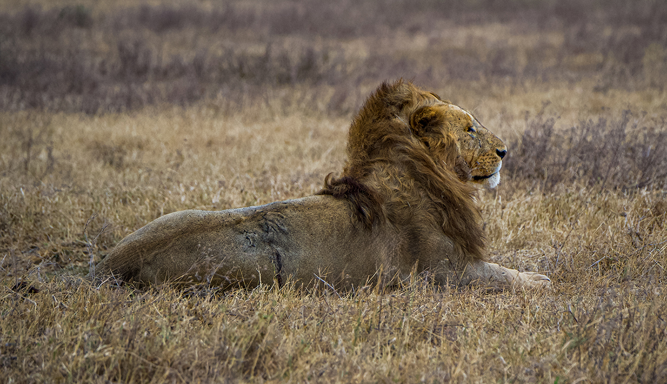 Scarred Lion by Maria Small