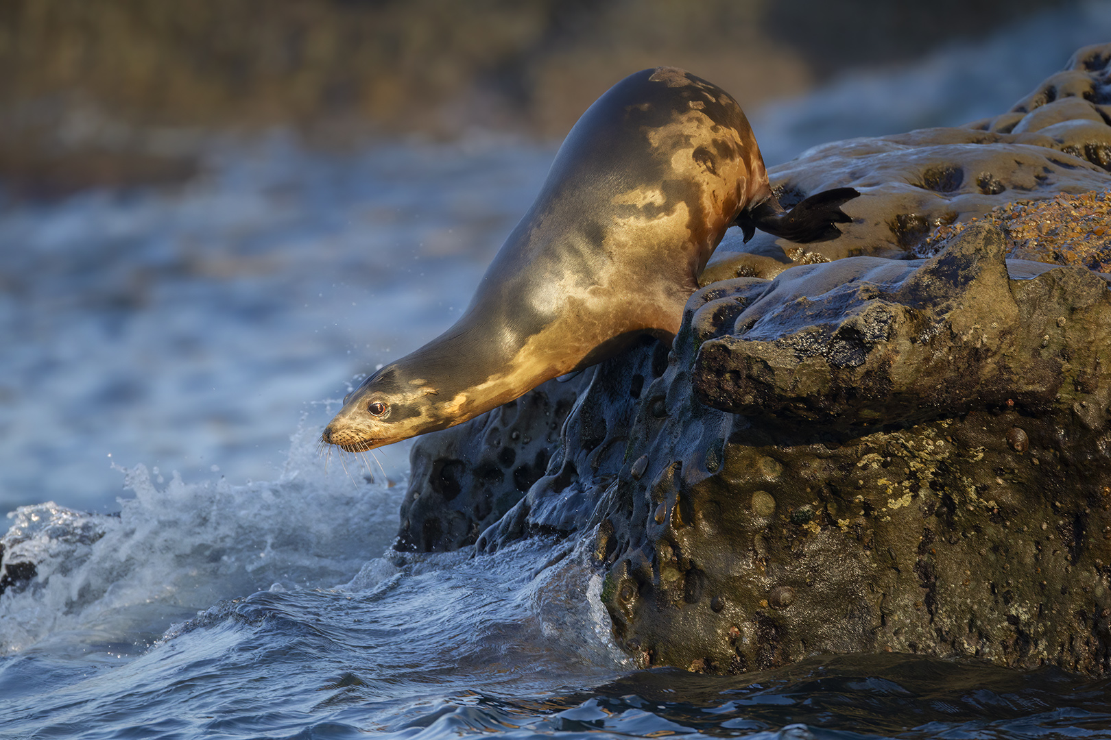 Sea Lion by Bruce Benson