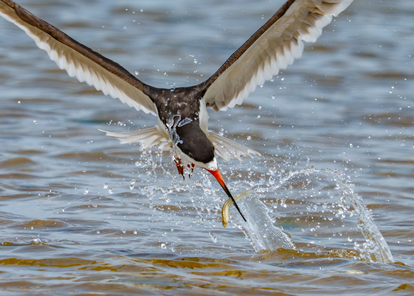 Black Skimmer Fishing by Richard Goldenberg