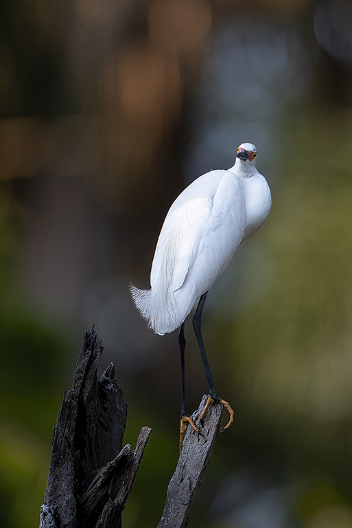 Snowy Egret by Bruce Benson