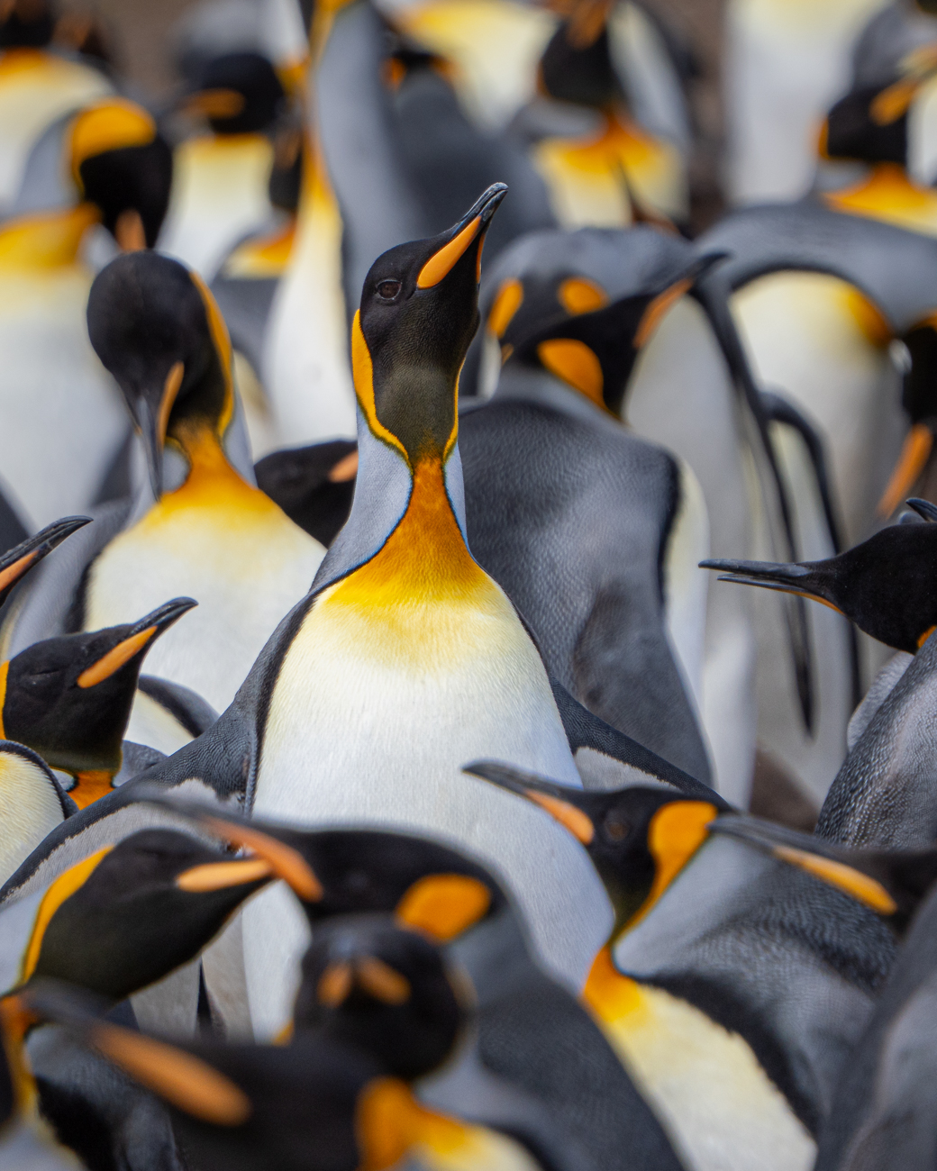Tall King Penguin Group by Adrian Binney