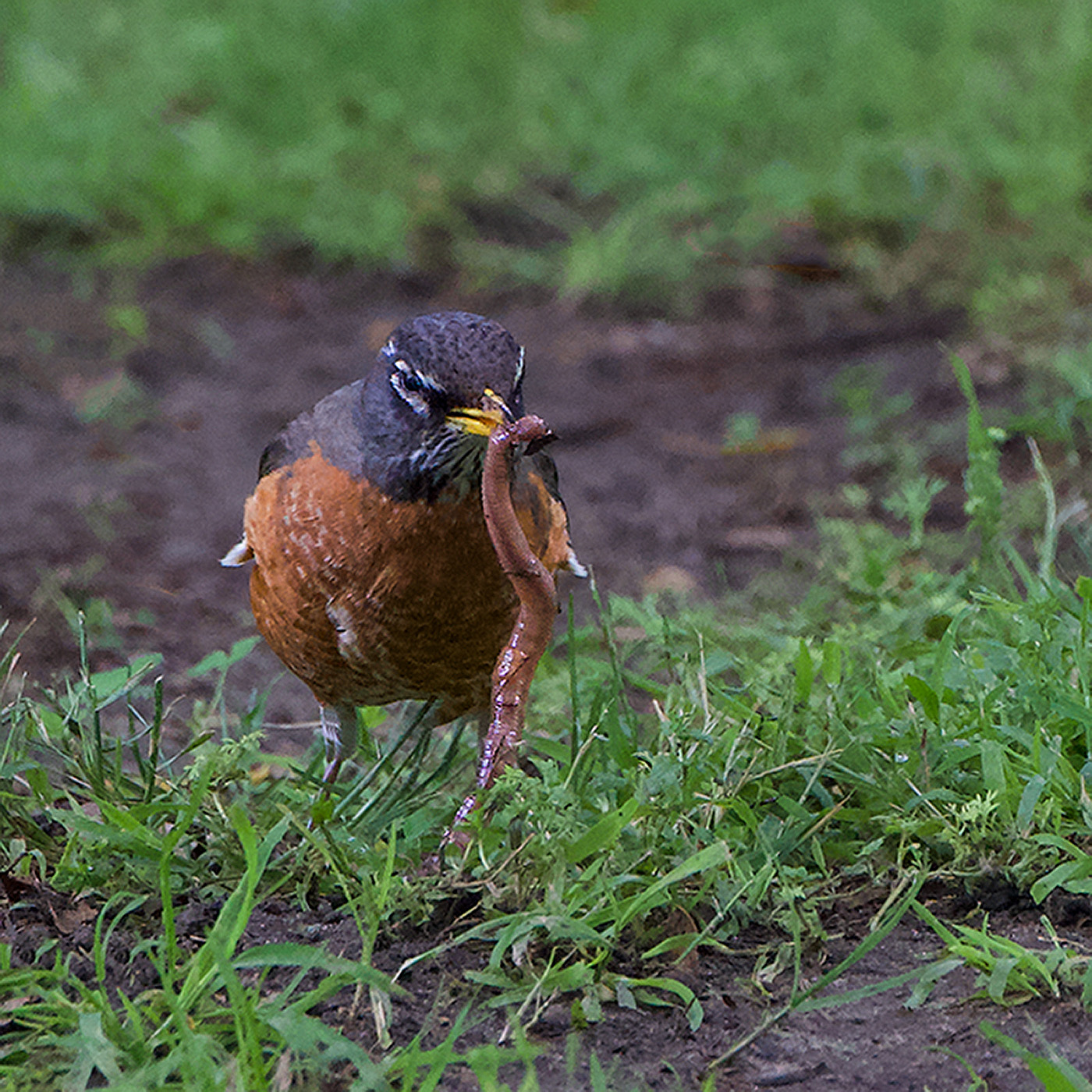 The Early Bird Catches the Worm by Maria Small