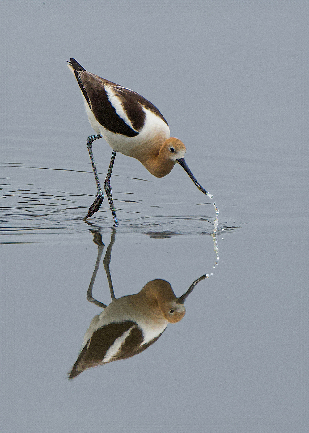 The Elegant and Graceful American Avocet by Maria Small