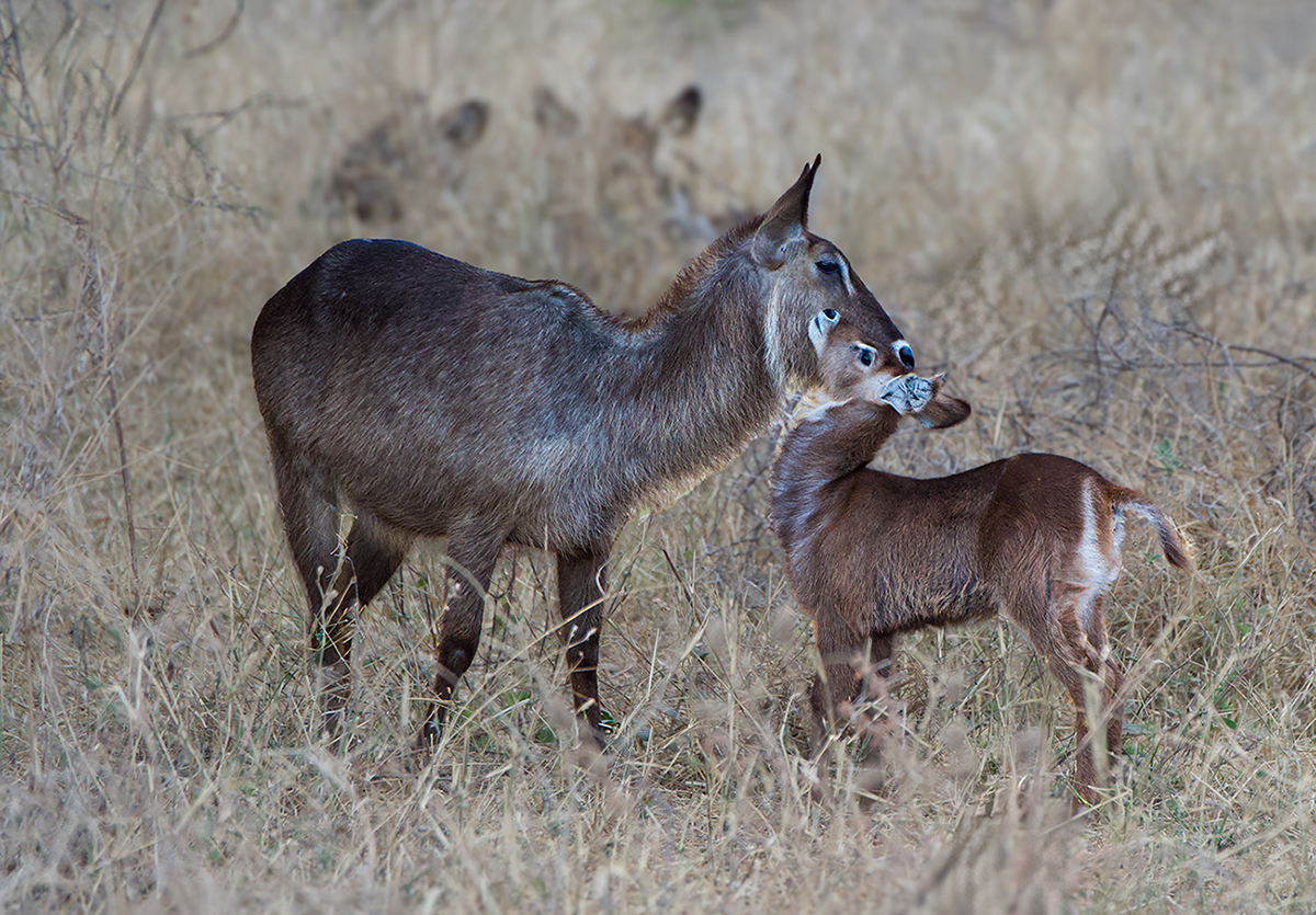 Waterbuck and Calf by Maria Small