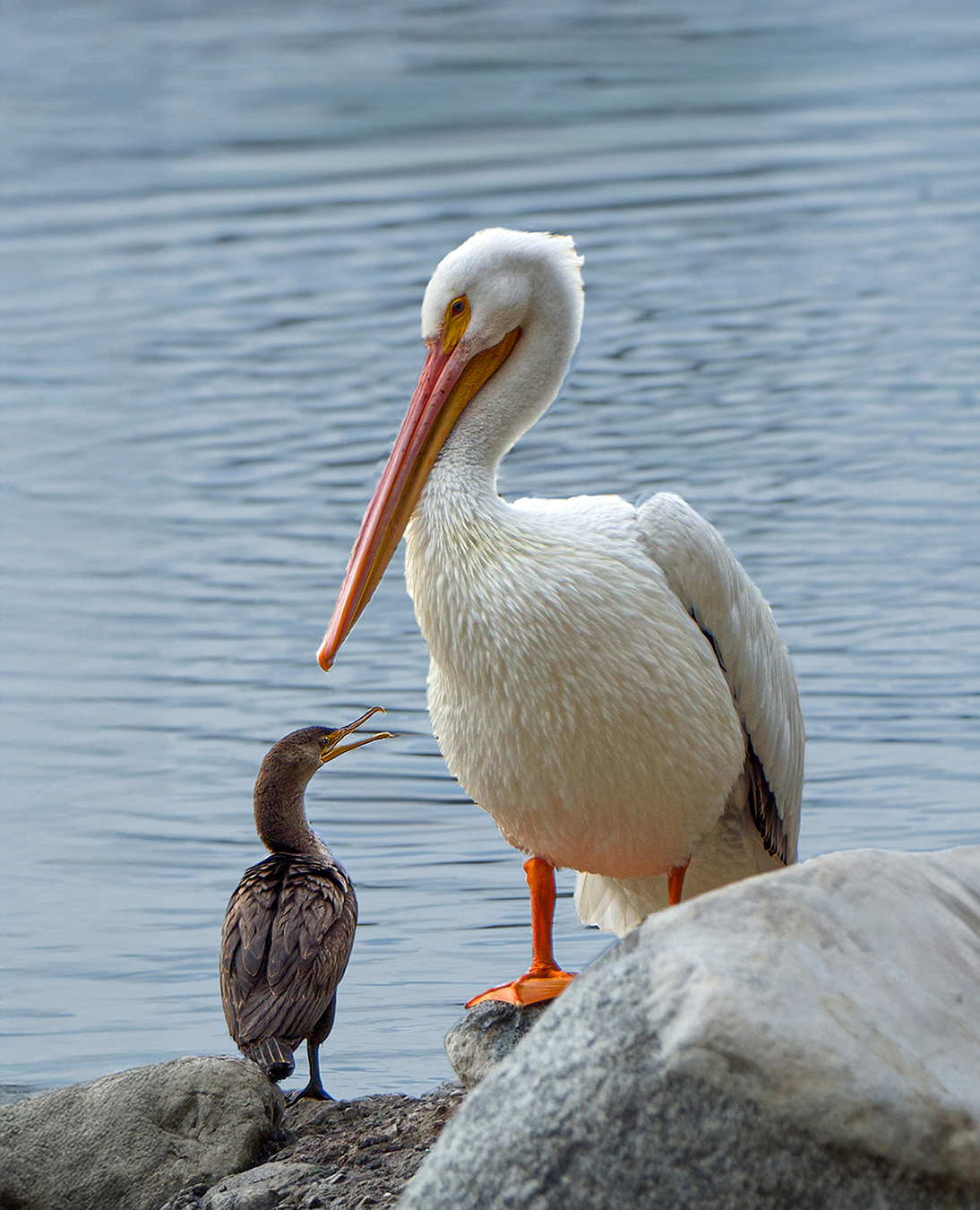 White Pelican and Cormorant by Maria Small