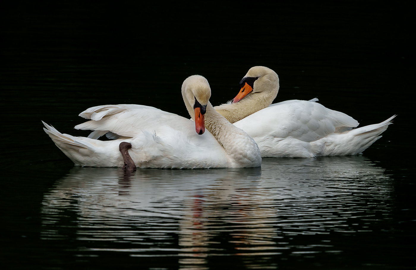 White Swans by Maria Mazo