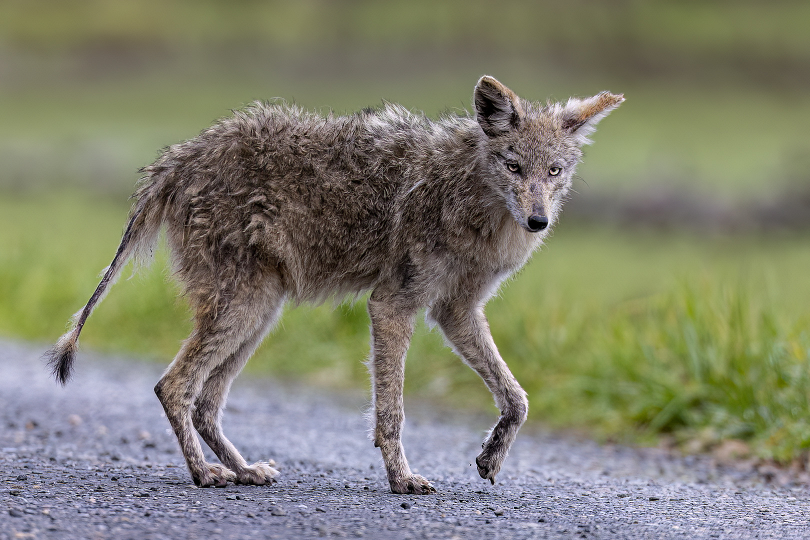 Wiley Coyote by Bruce Benson