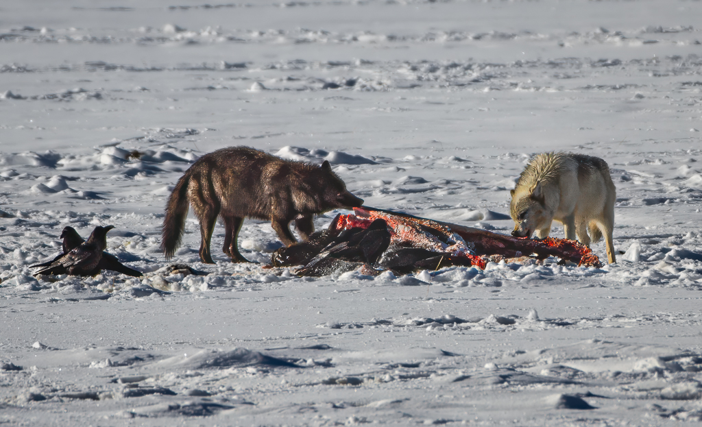 Wolves on a Bison Kill by Adrian Binney