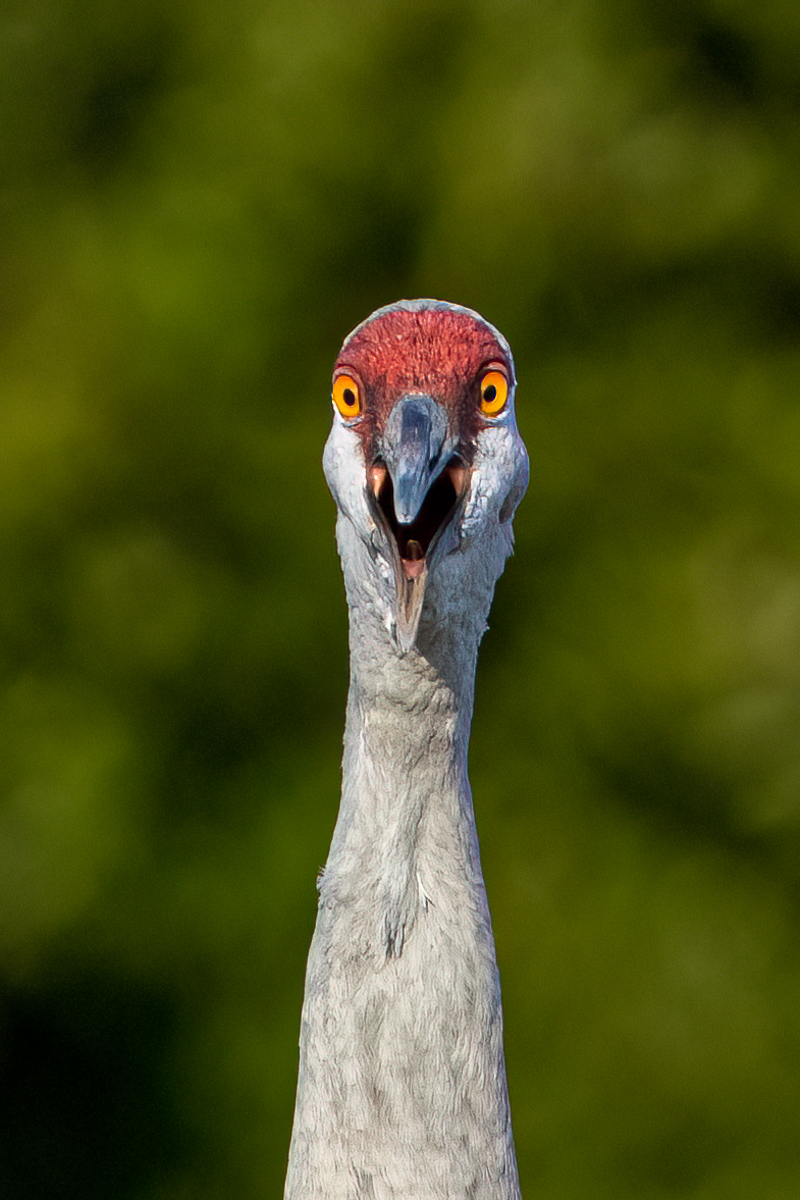 Wooping Crane Surprise by Karen Kratz