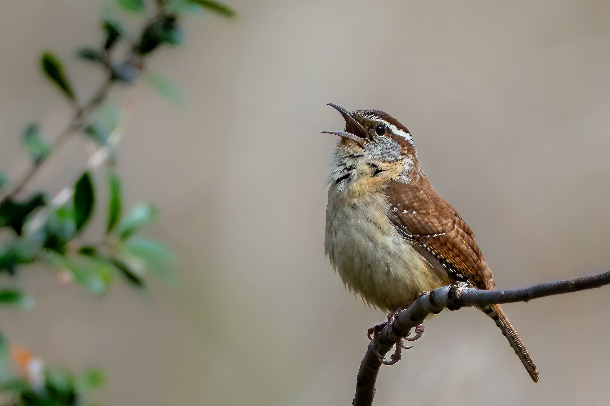 Caroline Wren by Karen Kratz