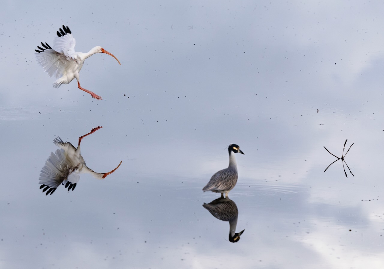 Reflections by Richard Goldenberg