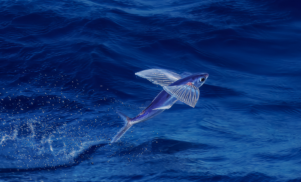 Atlantic Flying Fish by Adrian Binney