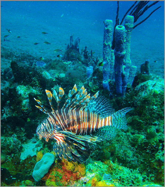 Red Lion Fish by Mary Frost