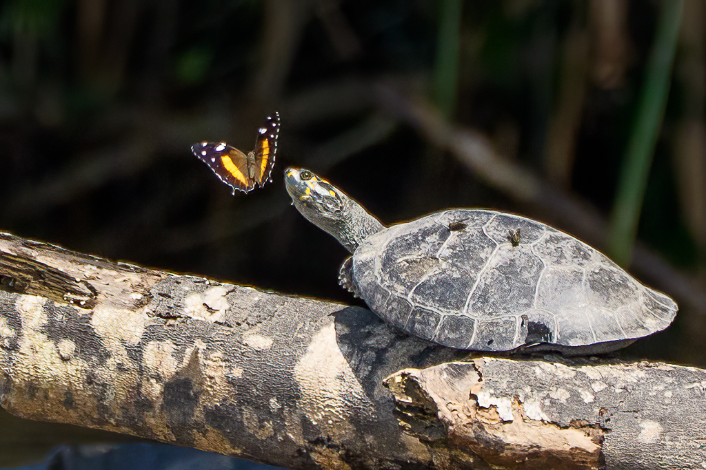 Turtle and Buttefly by Karen Kratz