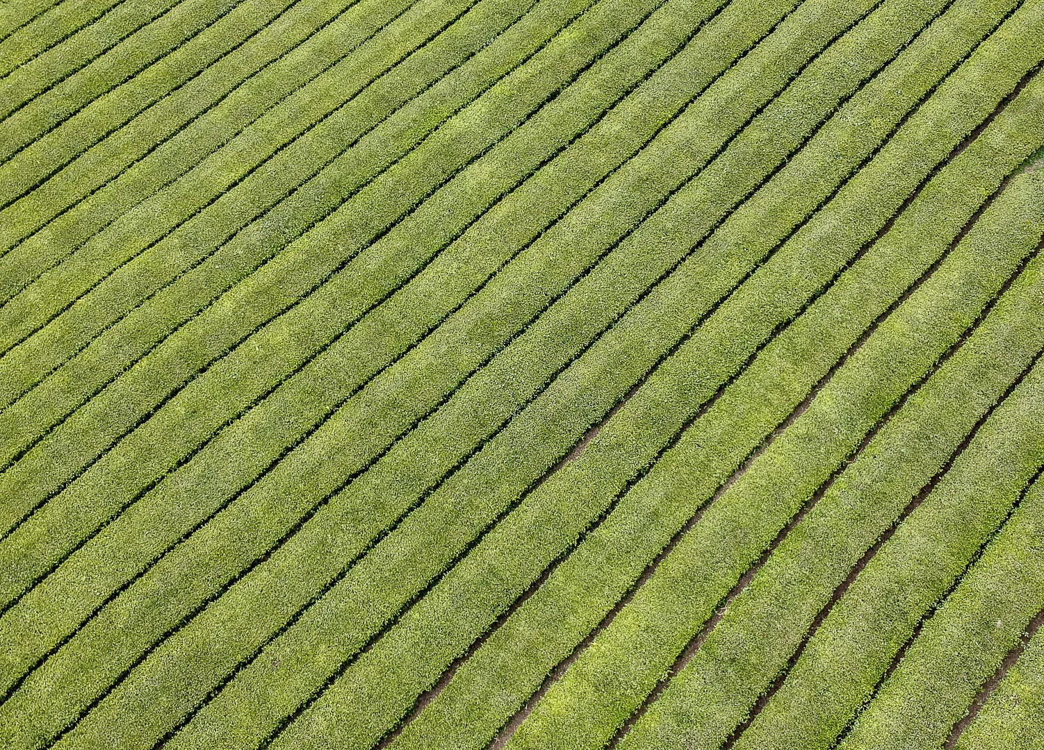 Tea Plantation by Janos Demeter, EPSA