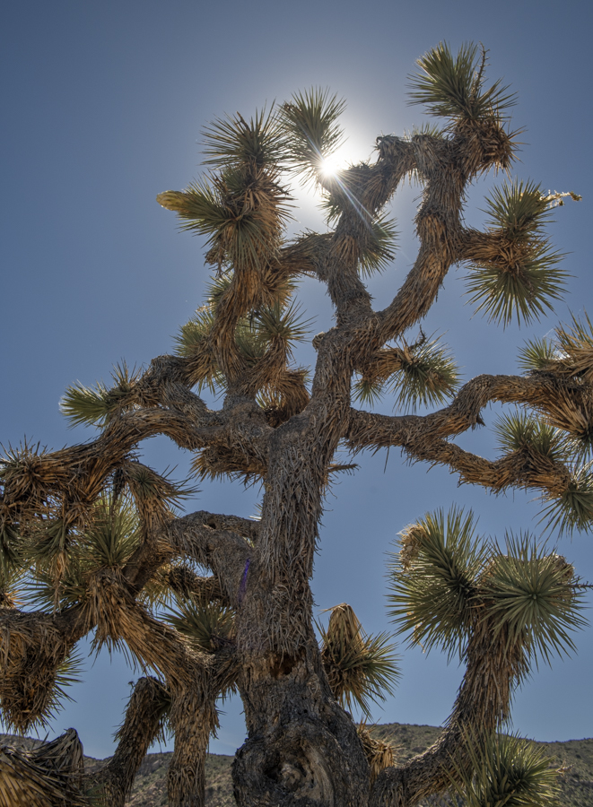And the Academy Award Goes - Staring Joshua Tree by Dave Ficke