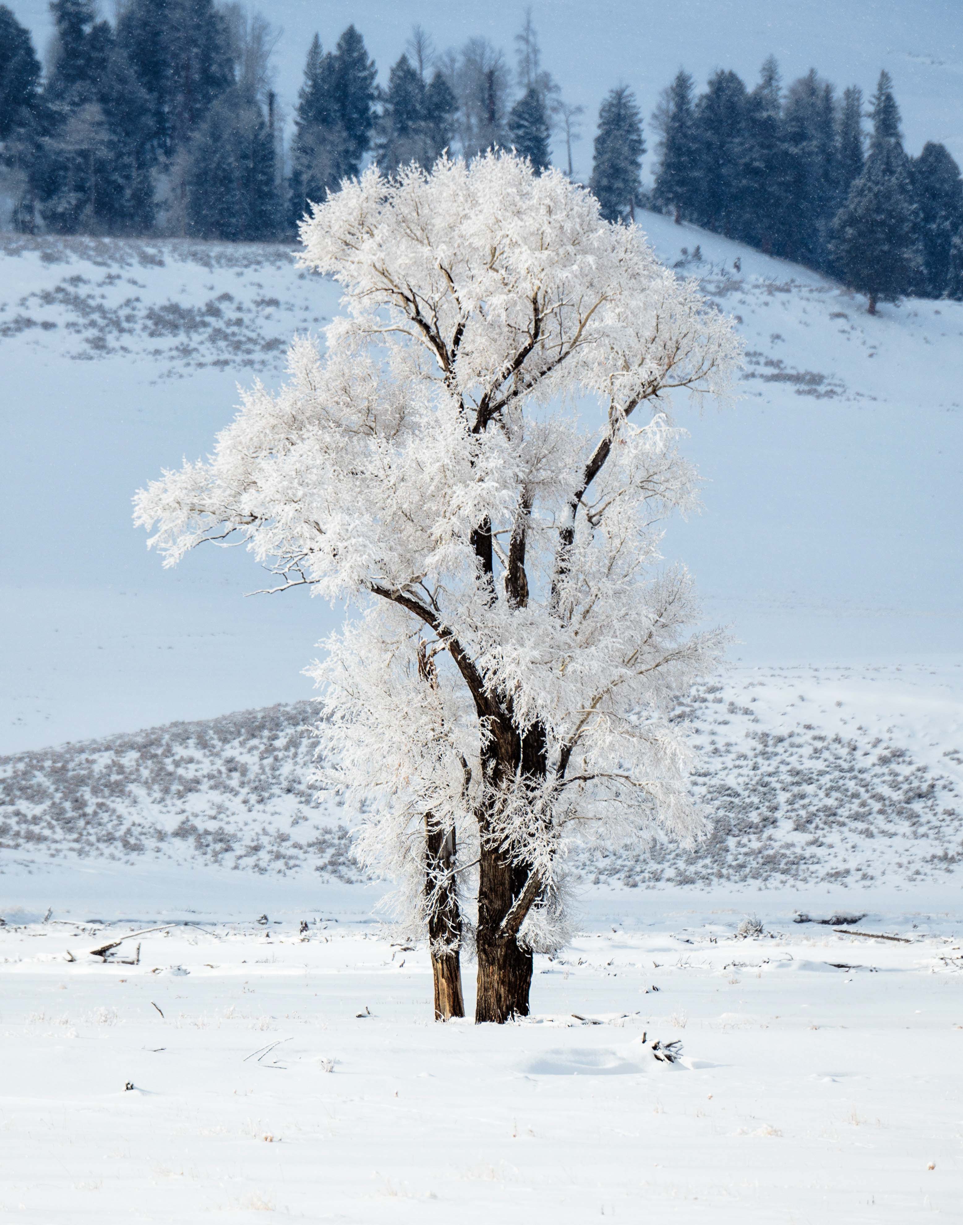 Winter in Yellowstone by Dave Ficke