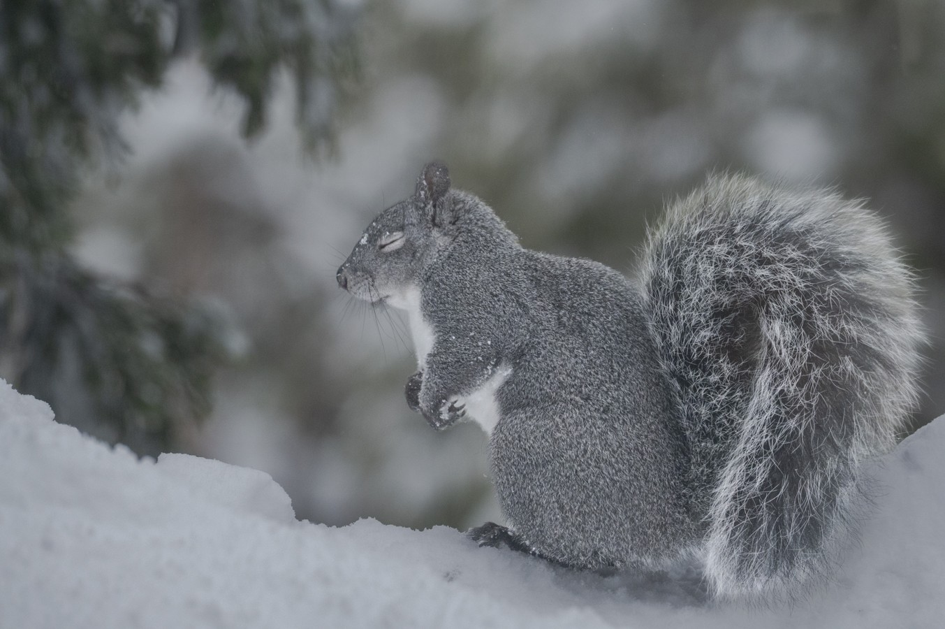 Western Gray Squirrel