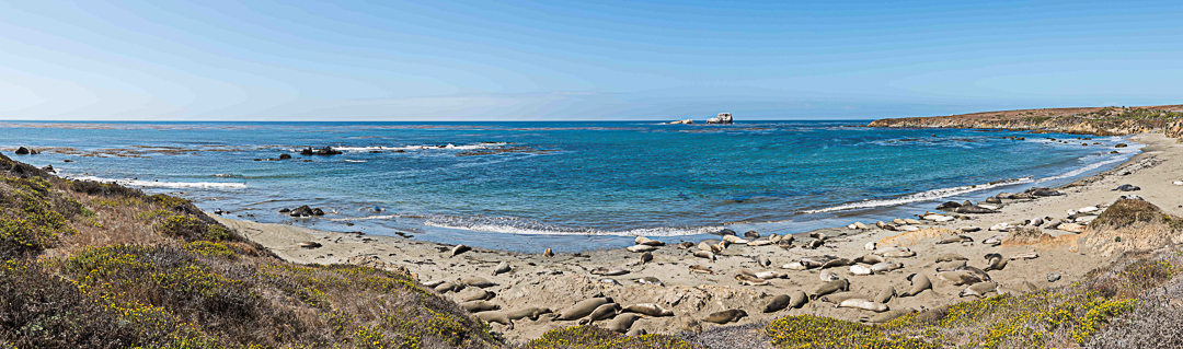 Elephant Seal Haven by Dave Ficke