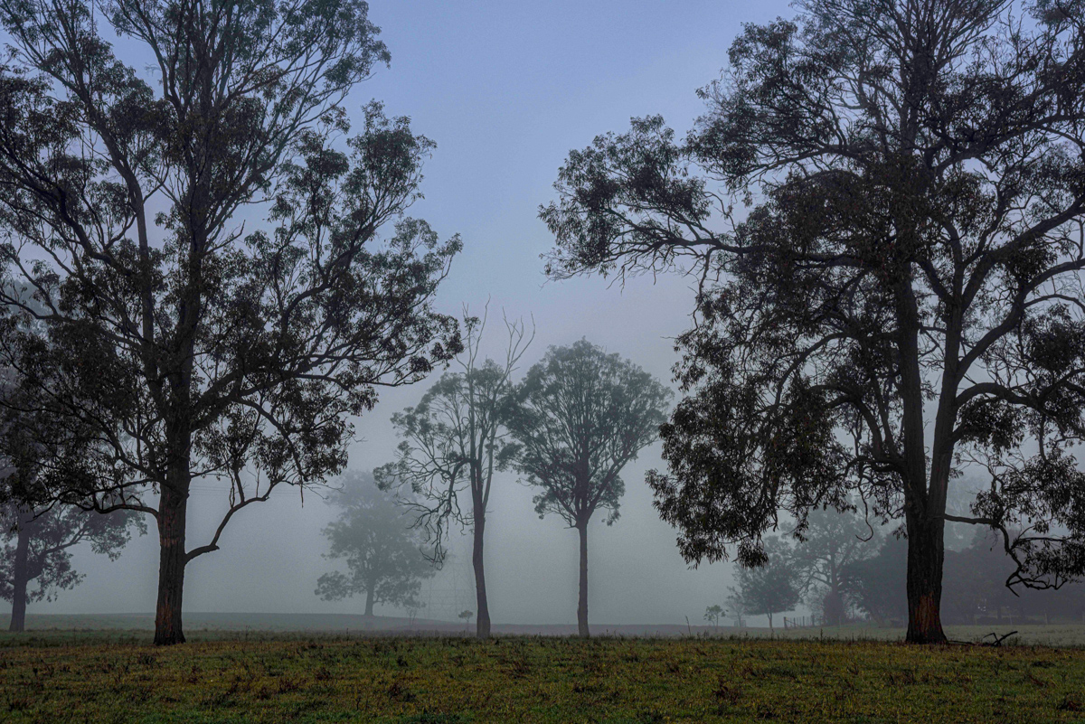 Foggy Morning by Ian Cambourne