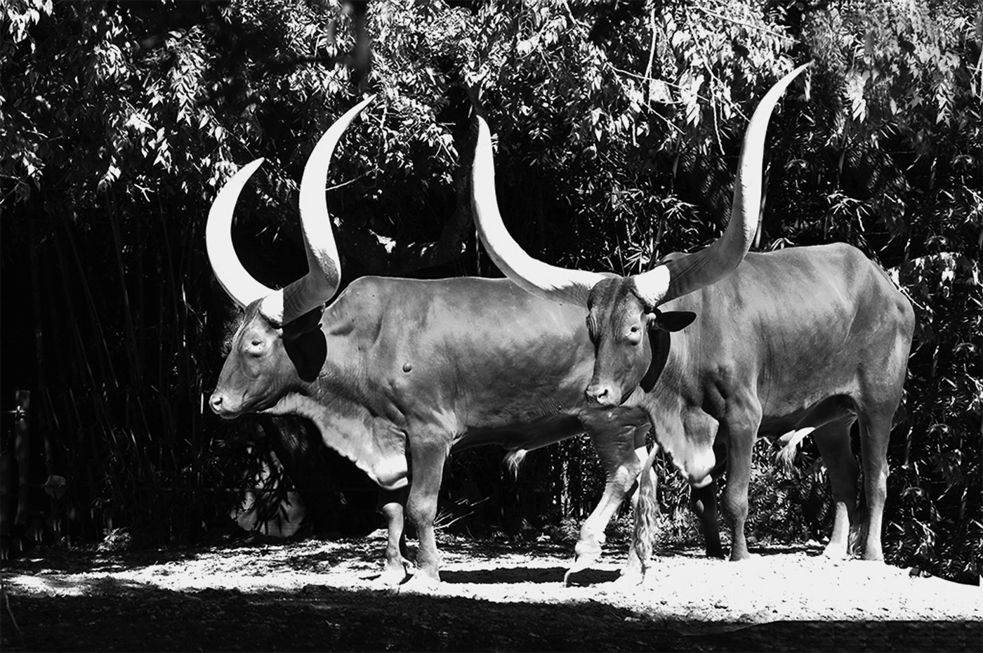 Ankoli Watusi Cattle by Melissa Cramer Sonnen