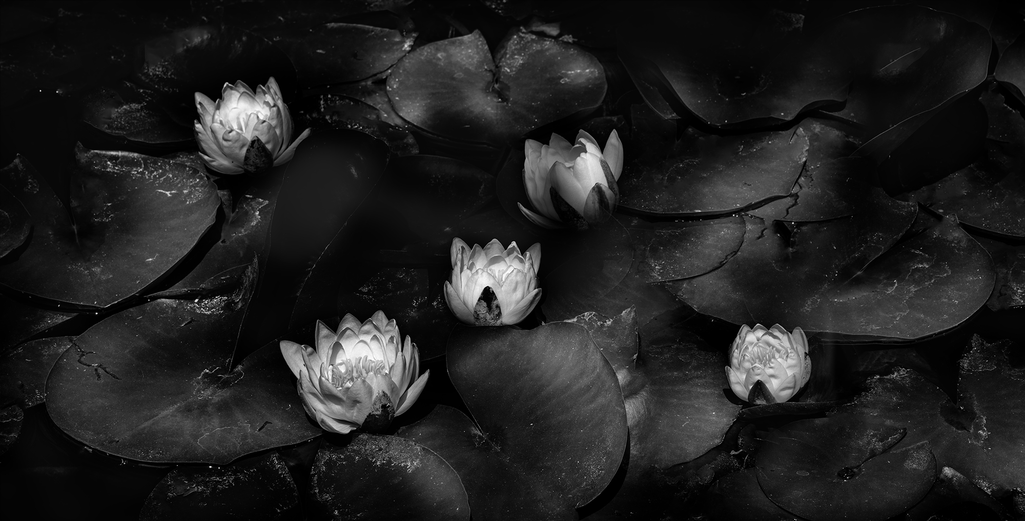 Lotus flowers by Haru Nagasaki