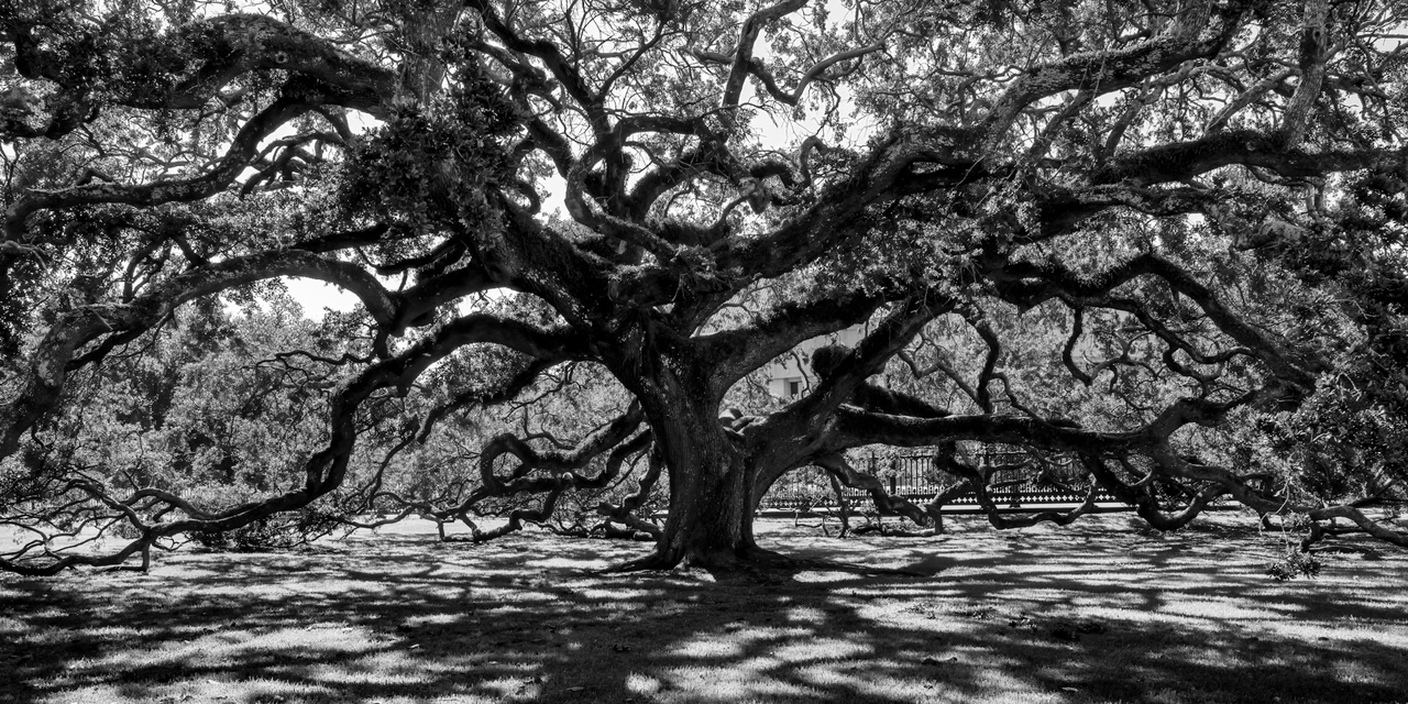 Old State Capitol Oak Tree by Stacey Pearson