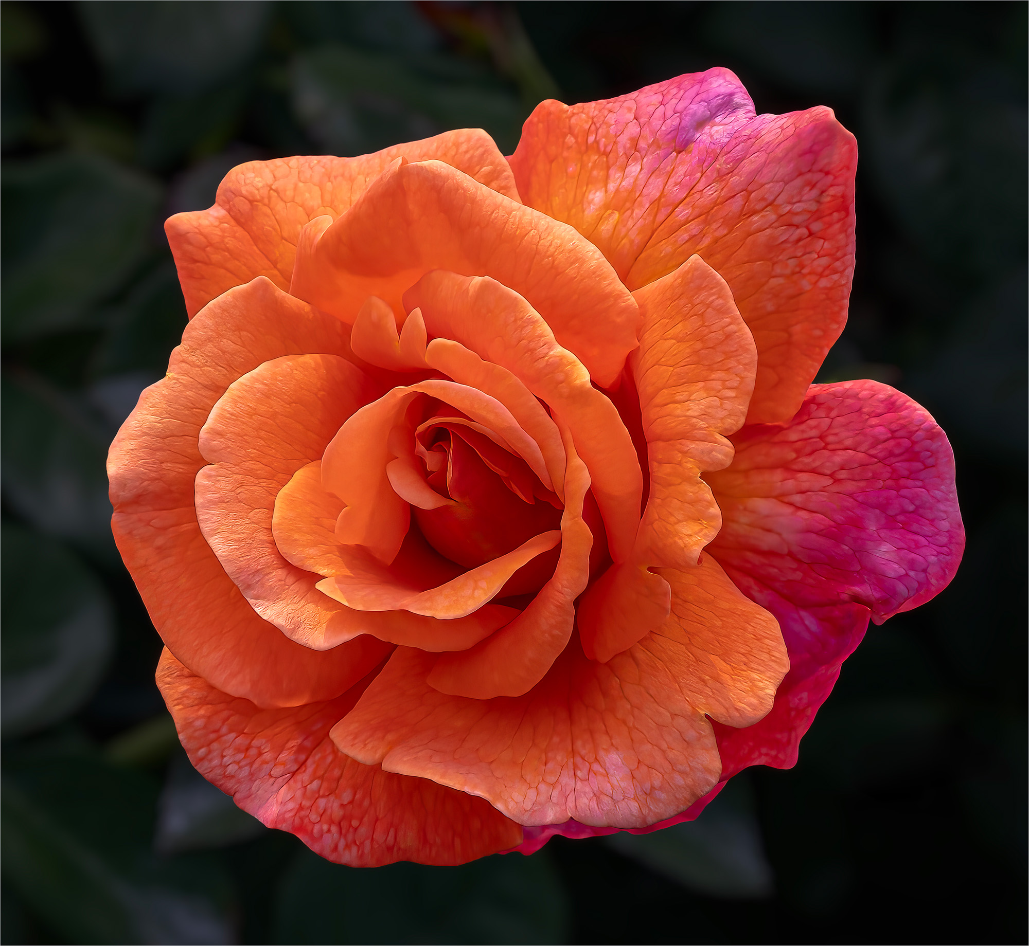 Last of the Summer Roses by Alison Johnson
