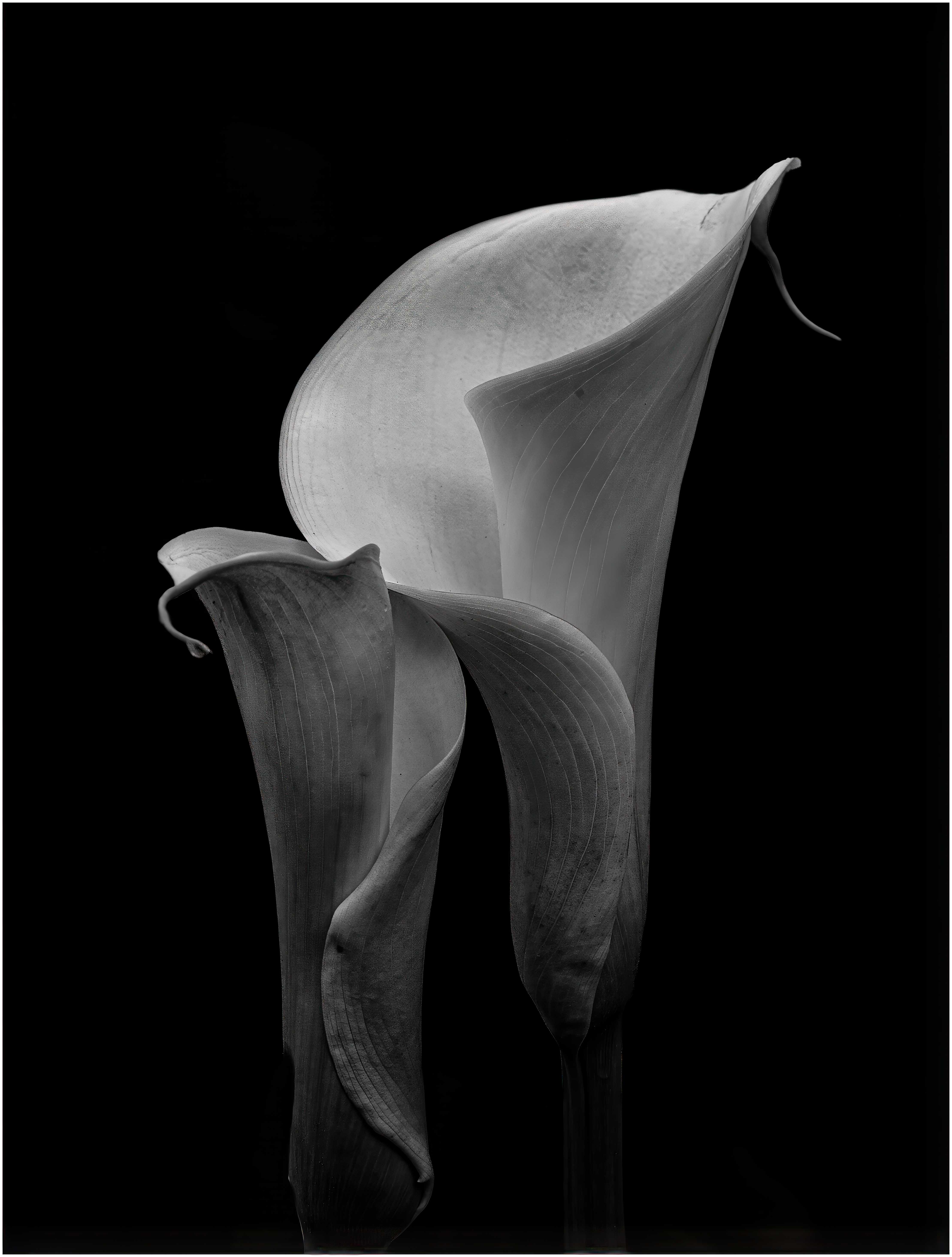 Calla Lilies