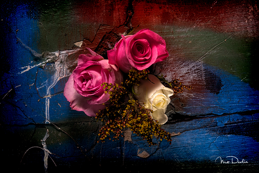 Concrete Roses by Mo Devlin