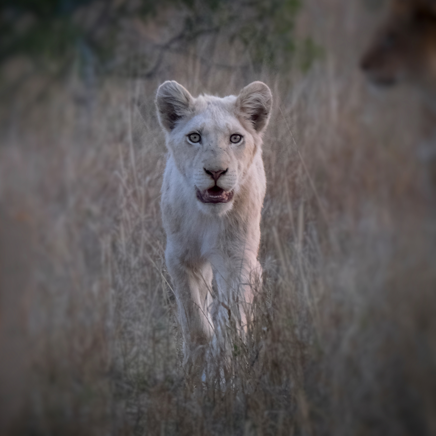 White Lion Cub by Frank St-Pierre