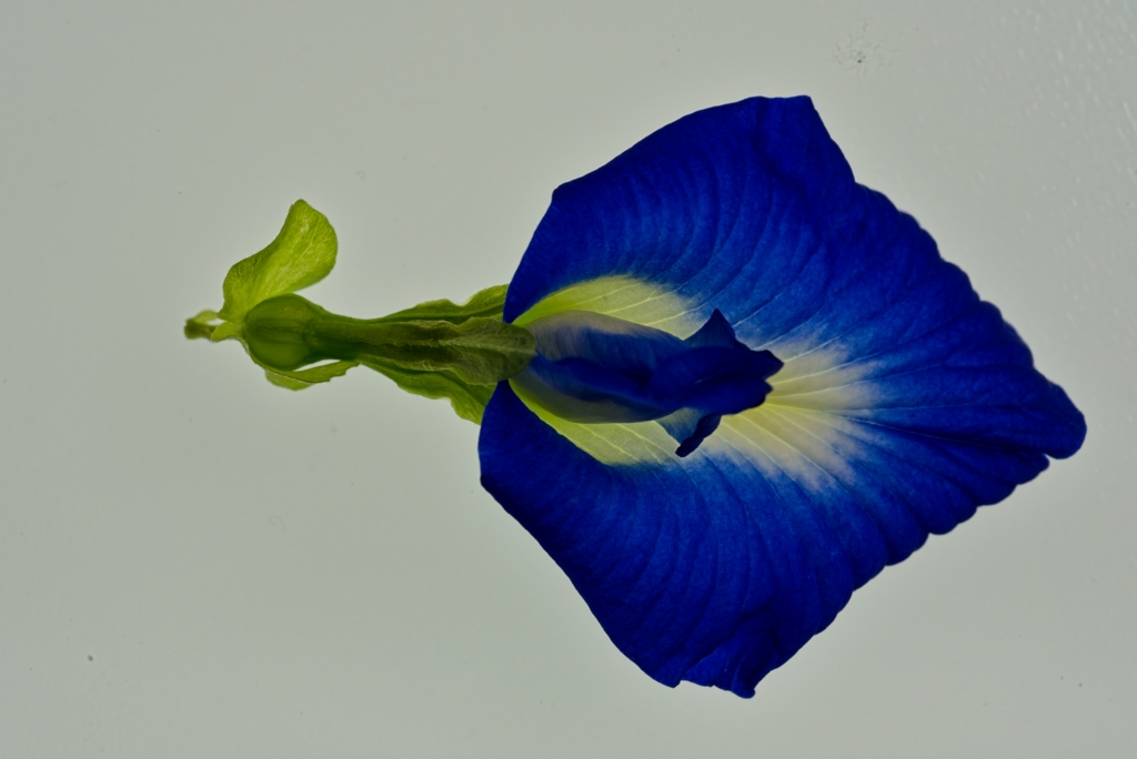 Butterfly Pea Flower by Gaetan Manuel