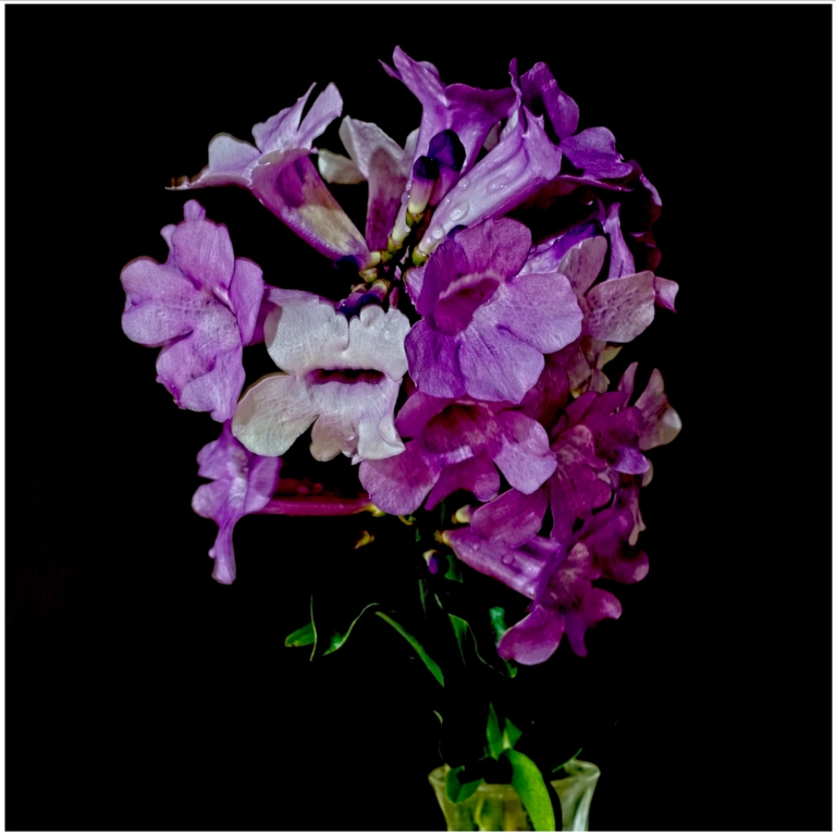 The climbing liana with violet flowers by Gaetan Manuel