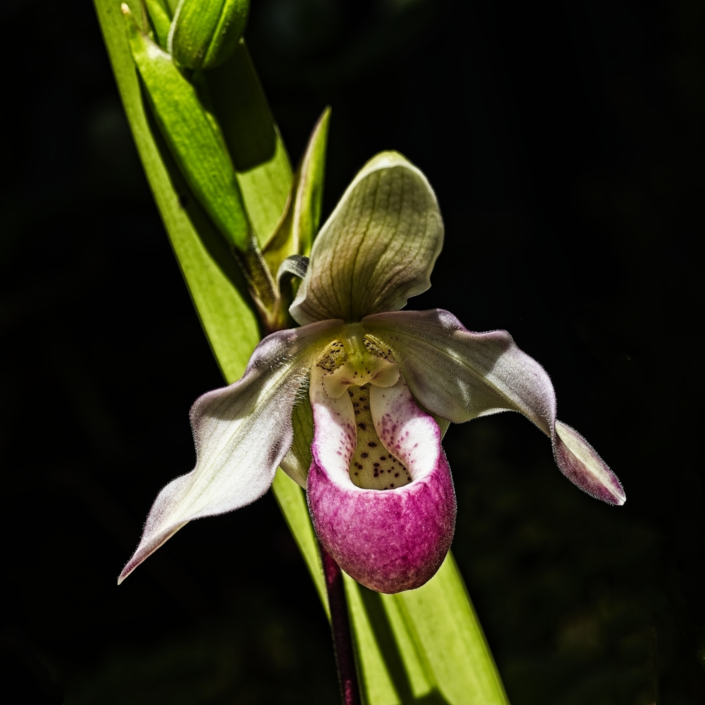 Orchid by Gaetan Manuel