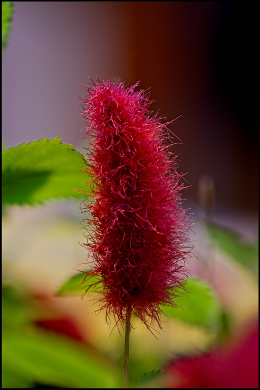 Acalypha hispida or the cat's tail (queue de chat in French) by Gaetan Manuel