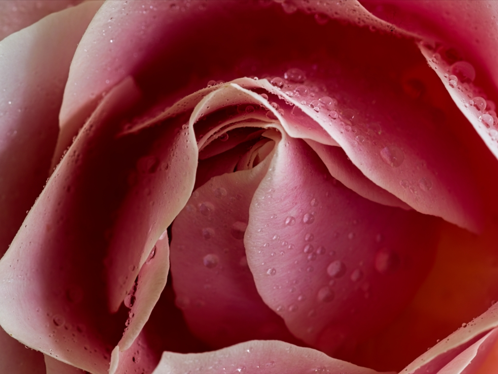 The Rose by Gaetan Manuel