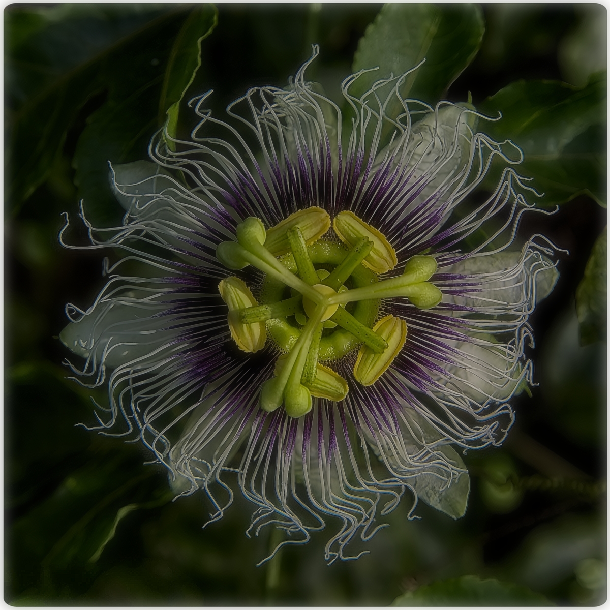Passion fruit flower