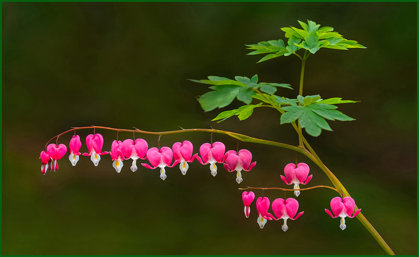 Bleeding Hearts by Murphy Hektner