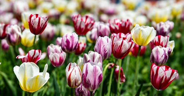 Tulips by John Helmer