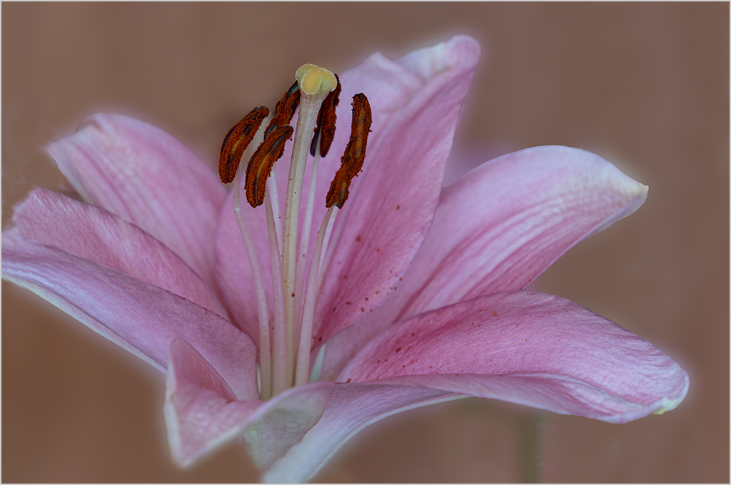 Pink Lily stamens by Judy Merson