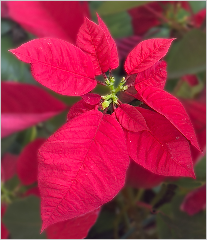 Poinsettia