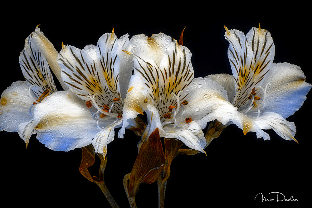 Alstromeria by Mo Devlin