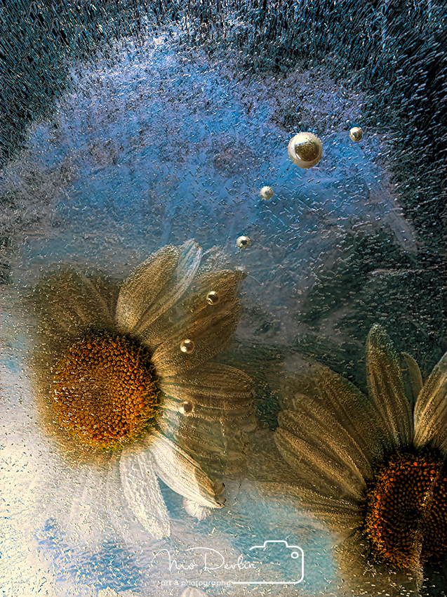 Daisies and Pearls by Mo Devlin