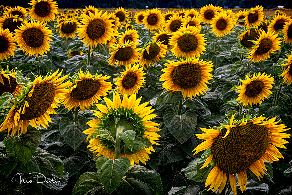 Sunflower