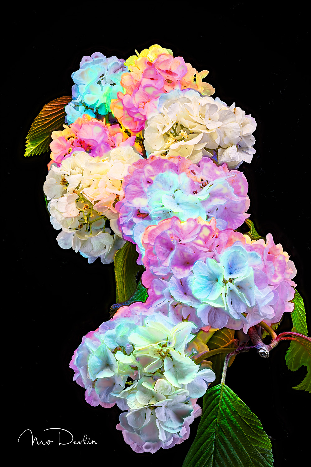 “Rainbow Hydrangea”